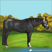 Horse Color:Gray Liver Chestnut 