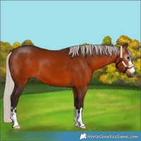 Horse Color:Gray Silver Bay 