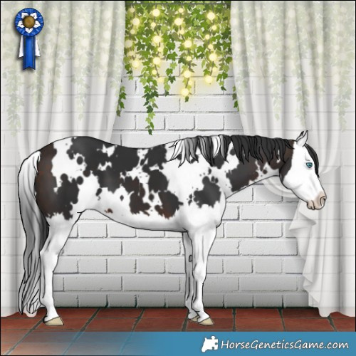 Horse Color:White Spotted Bay Splash 