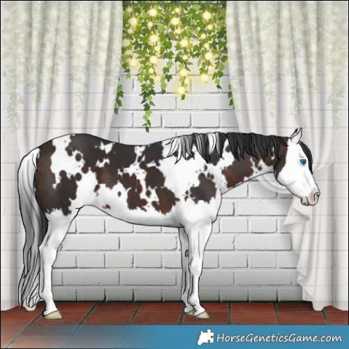 Horse Color:White Spotted Bay Splash 