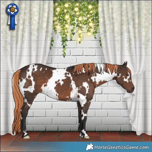 Horse Color:White Spotted Liver Chestnut 