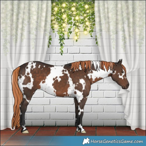 Horse Color:White Spotted Liver Chestnut 