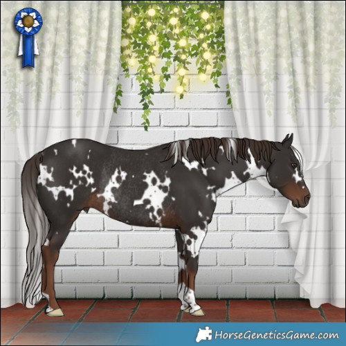 Horse Color:White Spotted Liver Chestnut Rabicano 