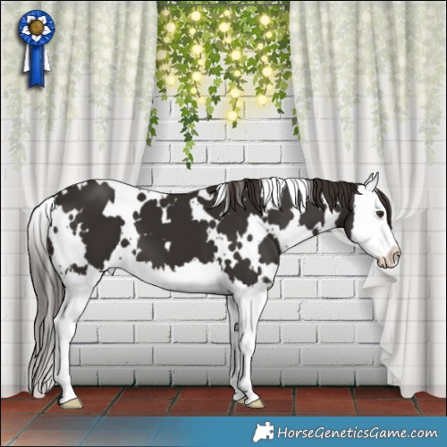 Horse Color:White Spotted Liver Chestnut Splash 