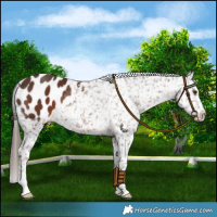 Horse Color:Liver Chestnut Blanket Rabicano