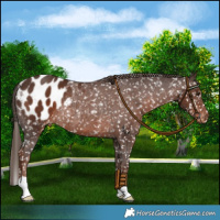 Horse Color:Liver Chestnut Appaloosa Rabicano 