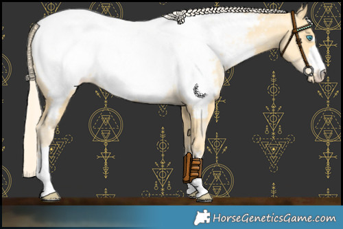 Horse Color:Palomino Pearl Appaloosa