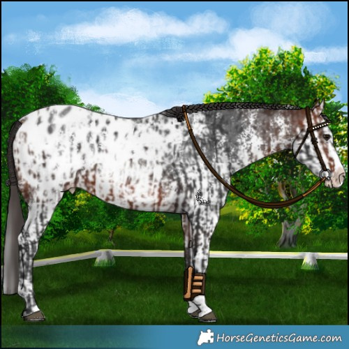 Horse Color:Bay Sabino Splash Appaloosa  and Brown Sabino Splash Appaloosa 