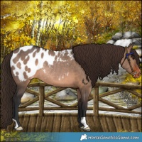 Horse Color:Brown Dun Appaloosa Rabicano 