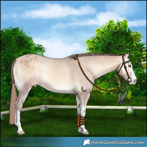Horse Color:Amber Champagne Onyx Varnish 