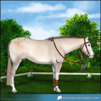 Horse Color:Amber Champagne Onyx Varnish