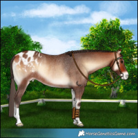 Horse Color:Bay Onyx Blanket Rabicano 