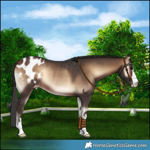 Horse Color:Brown Onyx Blanket Rabicano 