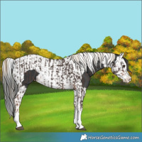 Horse Color:Liver Chestnut Sabino Splash Varnish  and Liver Chestnut Splash Tobiano Varnish 