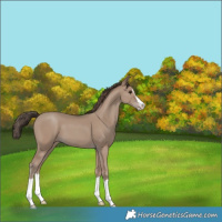 Horse Color:Classic Champagne Splash