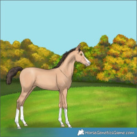 Horse Color:Amber Champagne Splash