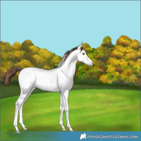 Horse Color:Amber Champagne Fewspot 