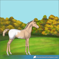 Horse Color:Gold Champagne Snowcap