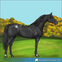 Horse Color:Unknown 