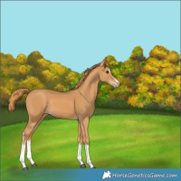 Horse Color:Chestnut Splash Frame