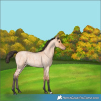 Horse Color:Bay Roan Dun 