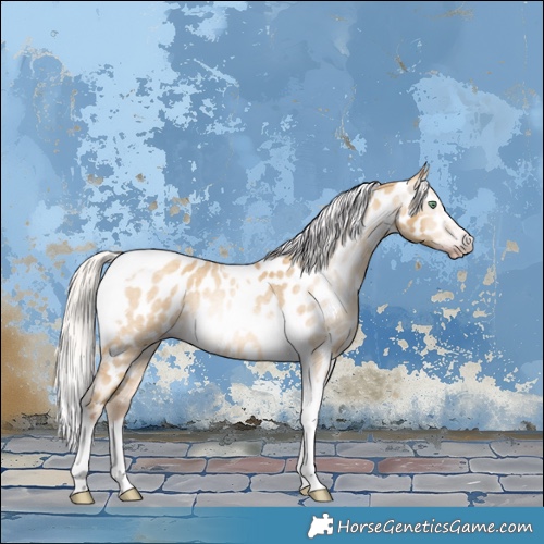 Horse Color:Gray Silver Amber Cream Champagne Roan Dun Splash Tobiano Frame Appaloosa Rabicano