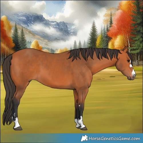 Horse Color:Bay 