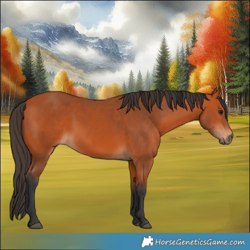 Horse Color:Bay 