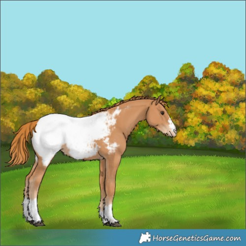 Horse Color:Chestnut Appaloosa 