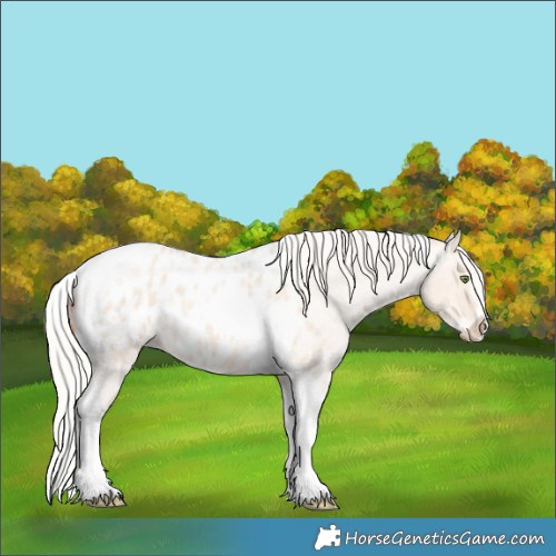 Horse Color:Silver Amber Champagne Roan Dun Splash Tobiano Frame Appaloosa Rabicano 