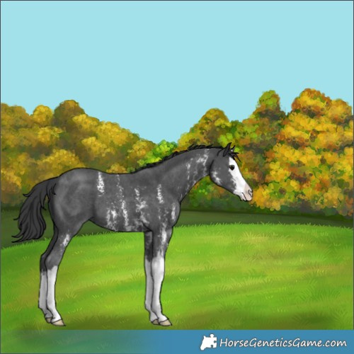Horse Color:Black Sabino Splash 