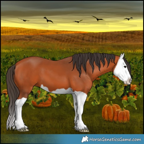 Horse Color:Bay Splash 