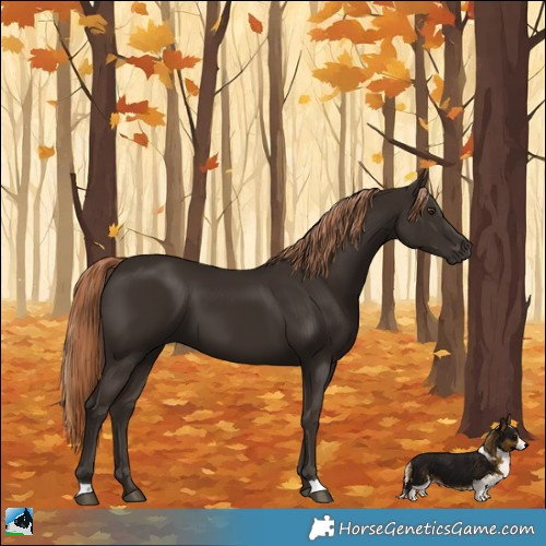 Horse Color:Liver Chestnut 