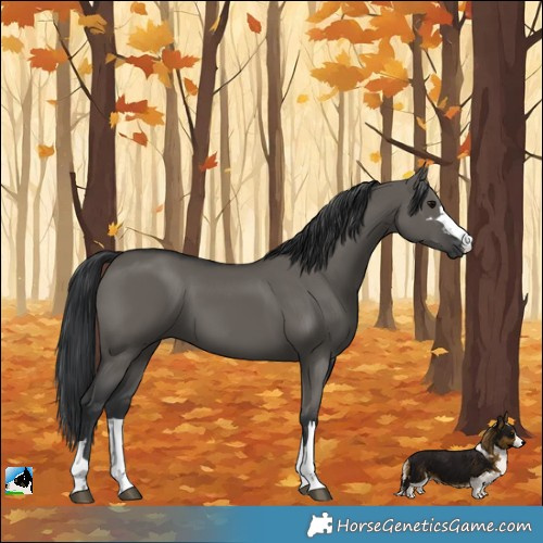 Horse Color:Grullo
