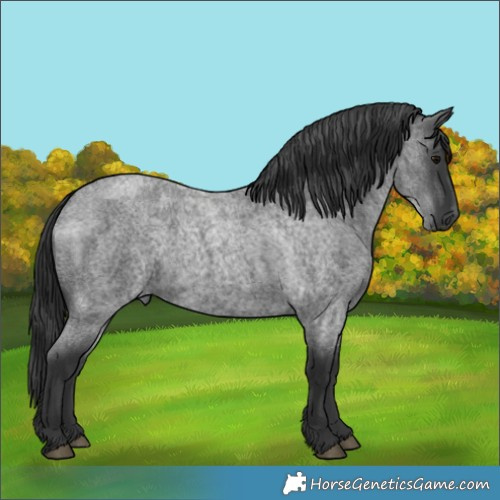 Horse Color:Blue Roan 