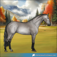 Horse Color:Gray Grullo