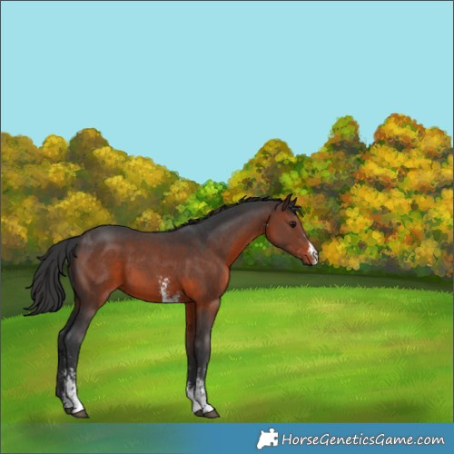Horse Color:Brown Sabino 