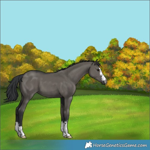 Horse Color:Grullo 