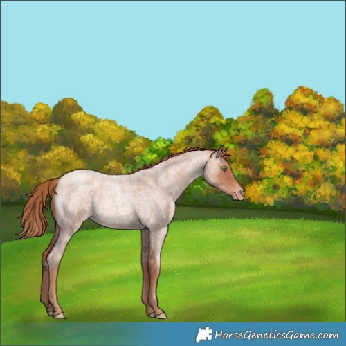 Horse Color:Gold Champagne Roan Varnish 