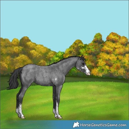 Horse Color:Blue Roan Sabino 