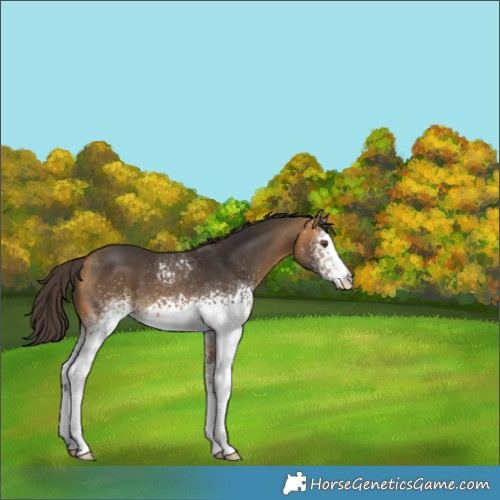 Horse Color:White Spotted Buckskin 
