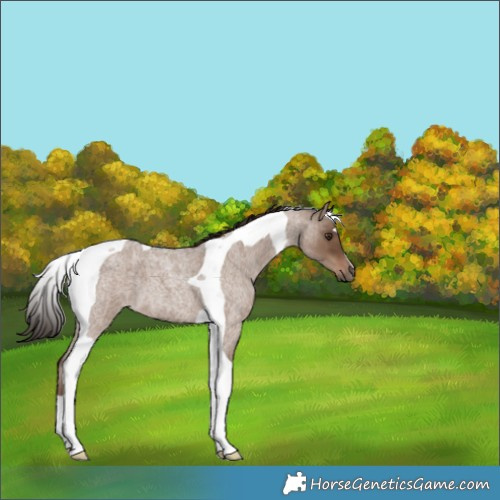 Horse Color:Liver Red Dun Roan Tobiano 