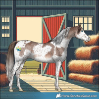Horse Color:Liver Chestnut Splash Tobiano Appaloosa 