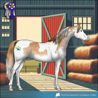 Horse Color:Gray Chestnut Splash Tobiano Appaloosa 