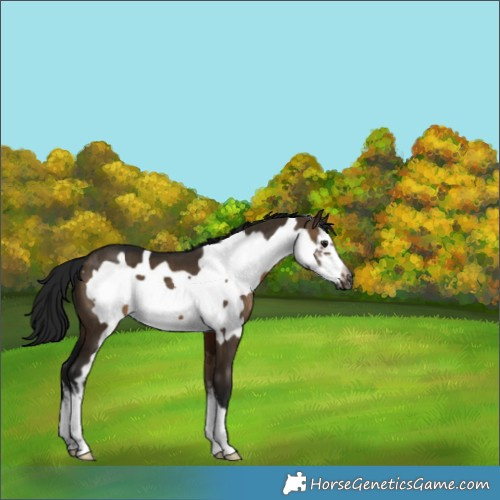 Horse Color:Gray White Spotted Brown Dun Frame 