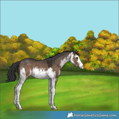 Horse Color:White Spotted Brown Dun 
