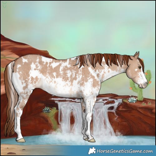 Horse Color:White Spotted Red Dun Sabino 