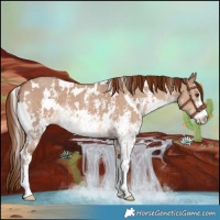 Horse Color:White Spotted Red Dun Sabino