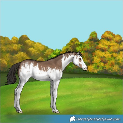 Horse Color:White Spotted Liver Red Dun 