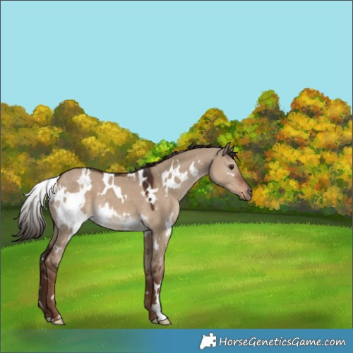 Horse Color:White Spotted Liver Red Dun 
